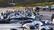 Экологическая катастрофа в России: погибли десятки дельфинов