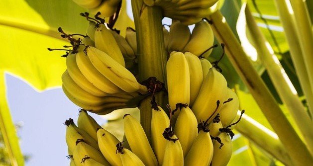 Швейцарские ученые научились получать энергию из бананов