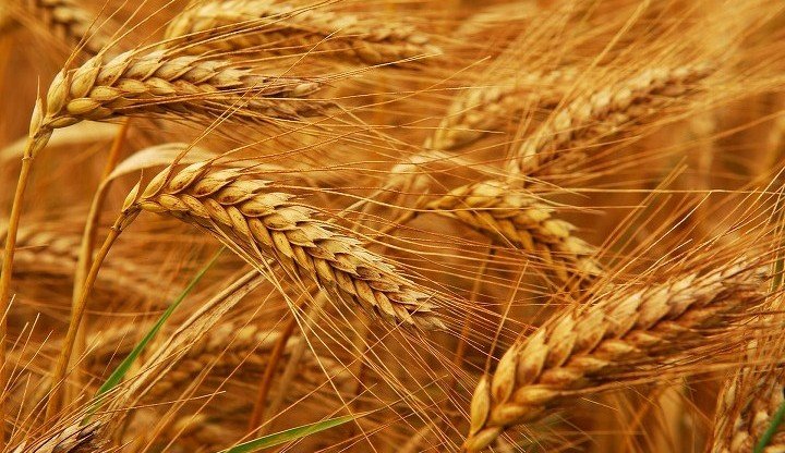 В Китае создали генно-модифицированную пшеницу
