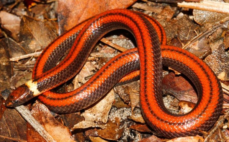 В Парагвае нашли неизвестную науке змею