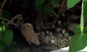 КРАСНОДАР. Новороссийцы нашли на улице верную крысу-Хатико