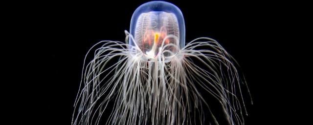 Испанские учёные выявили у медузы Turritopsis dohrnii гены, которые предотвращают её старение