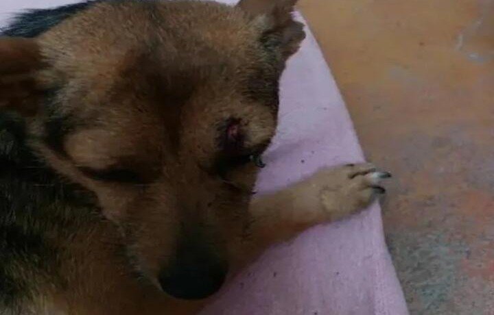 КРАСНОДАР. На Кубани собака после ДТП до последнего охраняла умершего хозяина