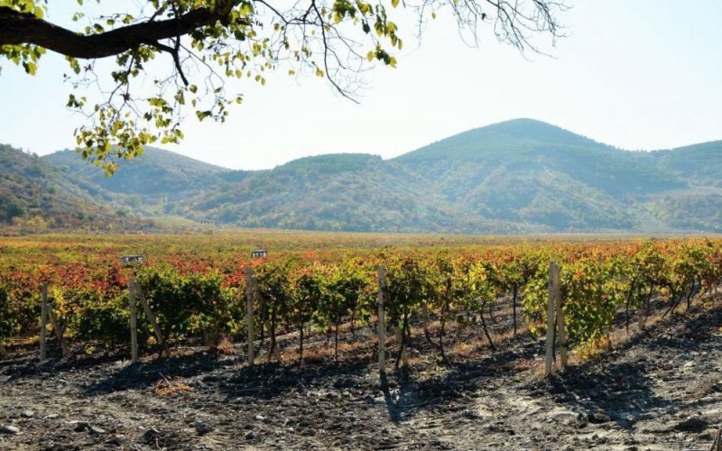 КРЫМ. В Бахчисарае высадят около 1400 гектаров виноградников