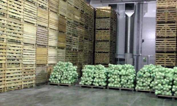 ВОЛГОГРАД. Волгоградские хозяйства уже собрали 50 тысяч тонн ранних овощей