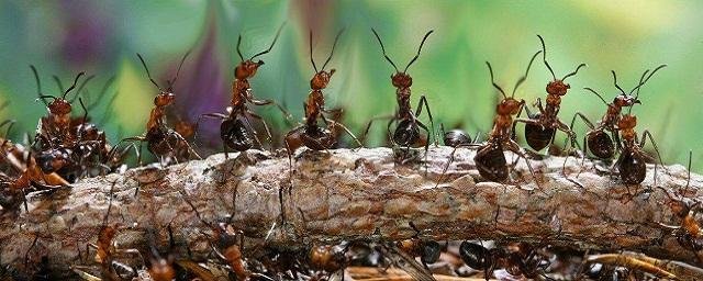 Австралийские энтомологи насчитали на Земле около 20 квадриллионов муравьев