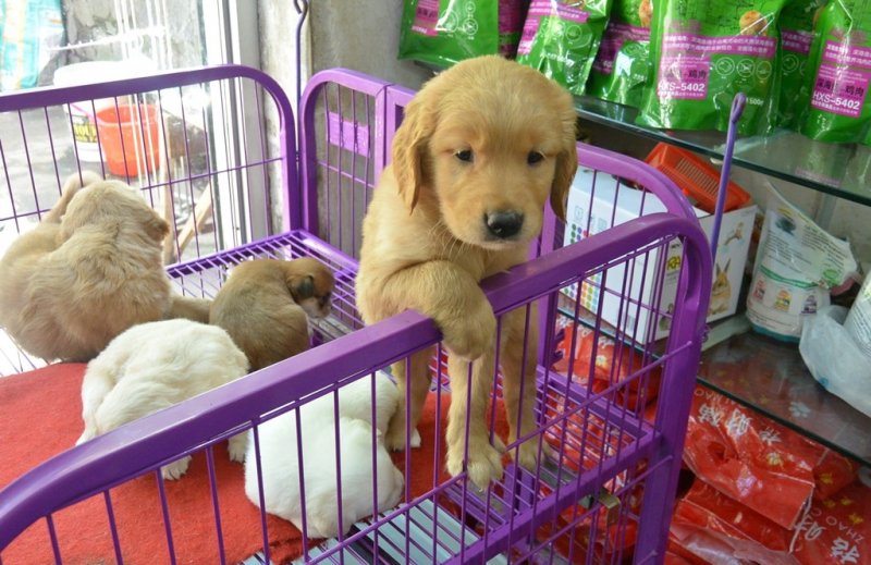 Госдума РФ приняла закон о запрете продажи животных на птичьих рынках и в зоомагазинах