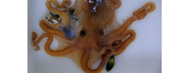 В Китае открыли новый вид маленьких осьминогов