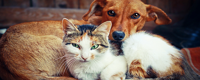 Ветеринар Шеляков рассказал, какие болезни домашних животных опасны для человека