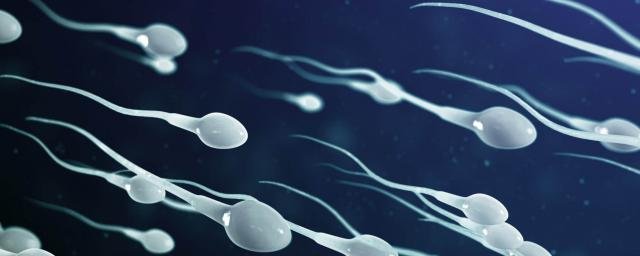 Коронавирус снижает подвижность сперматозоидов