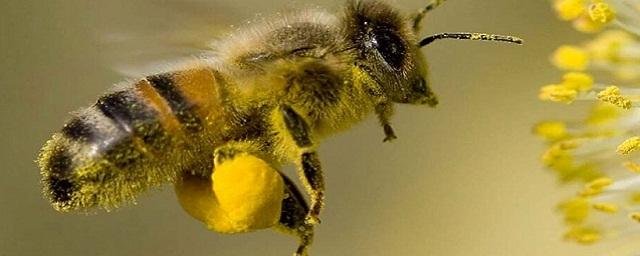 Ученые выяснили, что пчелы считают слева направо по возрастанию чисел