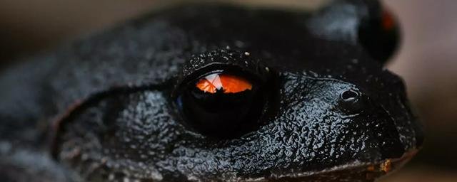 В Чернобыле обнаружили мутировавших черных древесных лягушек