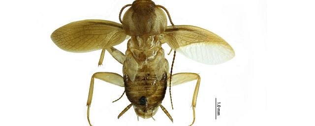 В Китае таможенники обнаружили неизвестный вид таракана в грузе из Французской Гвианы