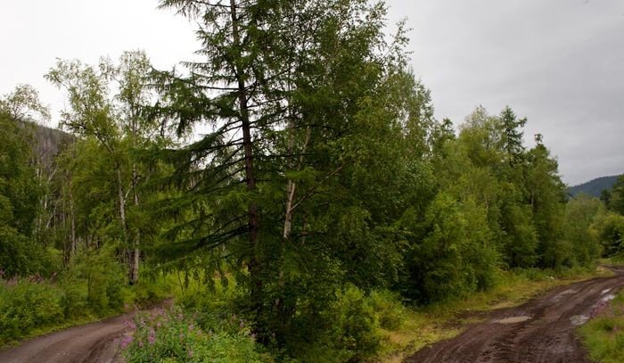 В российских лесах разрешили строить гостиницы и культурные центры