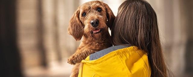 Daily Mail: Люди оказались не способны распознать признаки агрессии у собак