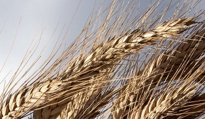 Выяснилось: сельские жители украли 35 т зерна в Казахстане