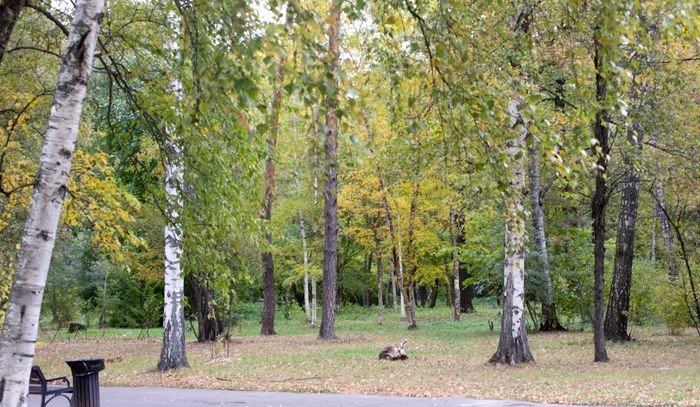 ДАГЕСТАН. Житель Дагестана незаконно спилил полсотни деревьев
