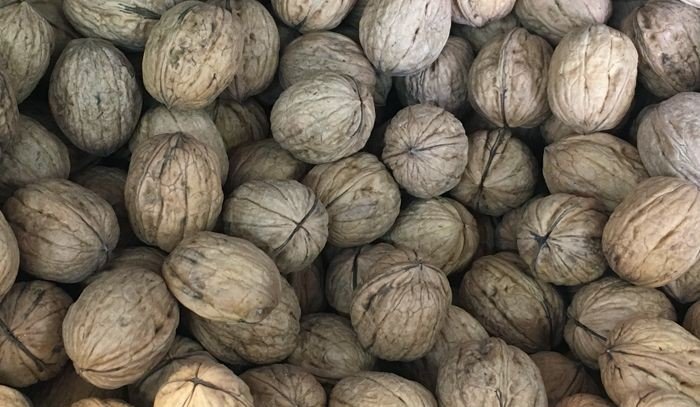 ИНГУШЕТИЯ. Ингушские фермеры планируют арендовать заброшенные ореховые сады
