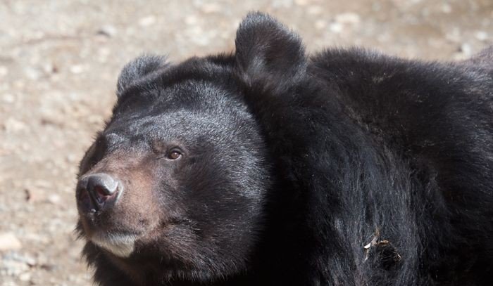 Медведь в Узбекистане загрыз сотрудника зоопарка
