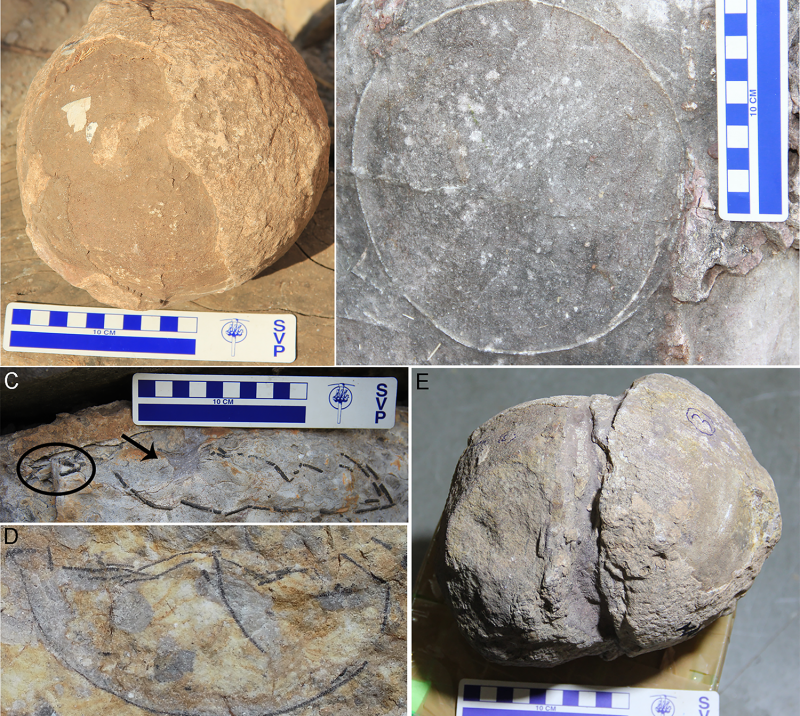 В Индии группа палеонтологов нашла 256 окаменелых яиц динозавров