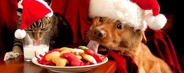 В новогодние праздники животные страдают от еды с хозяйского стола и фейерверков