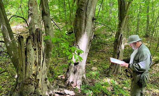 ЧЕЧНЯ. Объемы лесопатологических обследований в лесах Чечни в этом году останутся на прежнем уровне