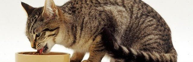 Кормление кошек влажным кормом способствует быстрому восстановлению после операции