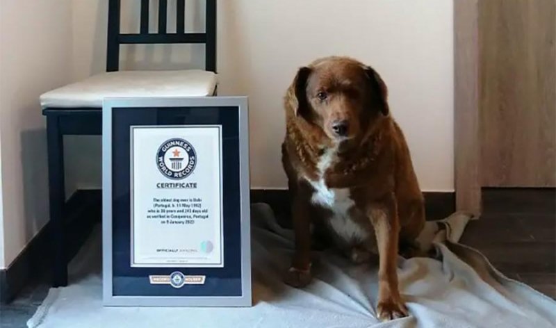 Пес из Португалии попал в Книгу рекордов Гиннесса как самая долгоживущая собака