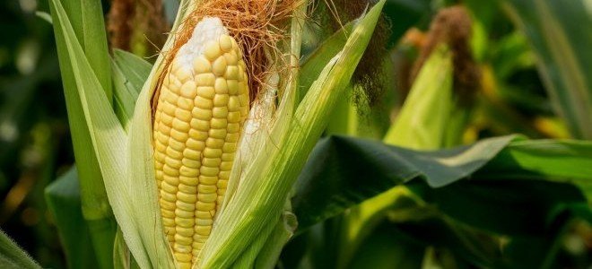 ЧЕЧНЯ. В ЧР проходит кампания по посеву кукурузы