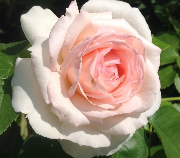 Как посадить саженцы роз: советы садоводов