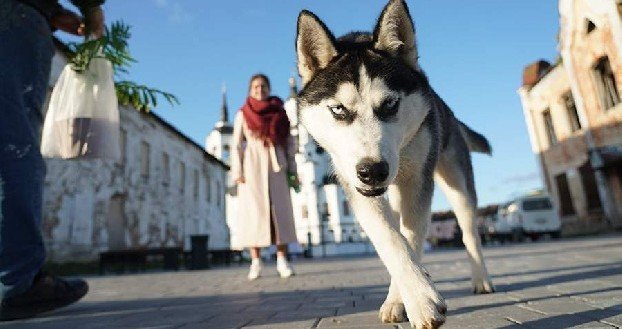 Наличие в доме питомца снижает риск появления депрессии и стресса – психолог