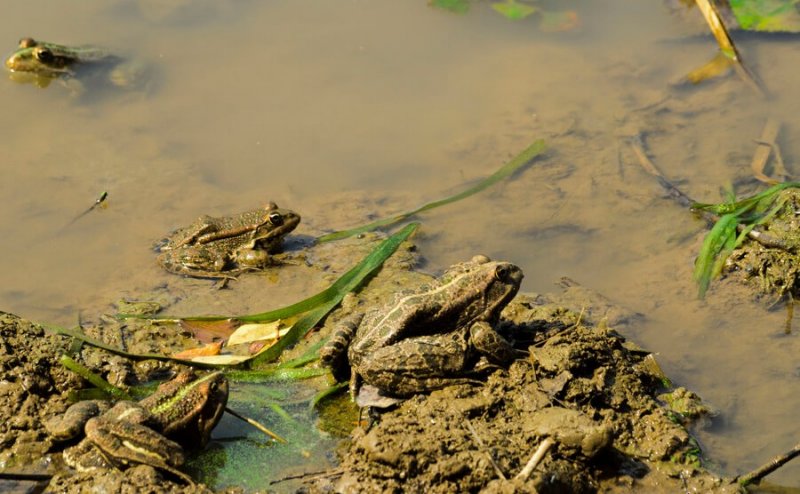АСТРАХАНЬ. Первых озерных лягушек заметили в Астраханской области
