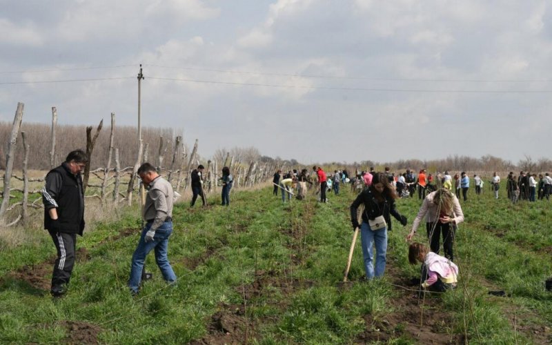 АСТРАХАНЬ. В Астрахани в районе Тополиной рощи высадили 2 тысячи деревьев