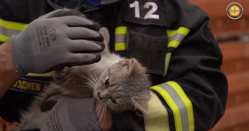 ЧЕЧНЯ. Чеченские пожарные спасли застрявшую в трубе кошку