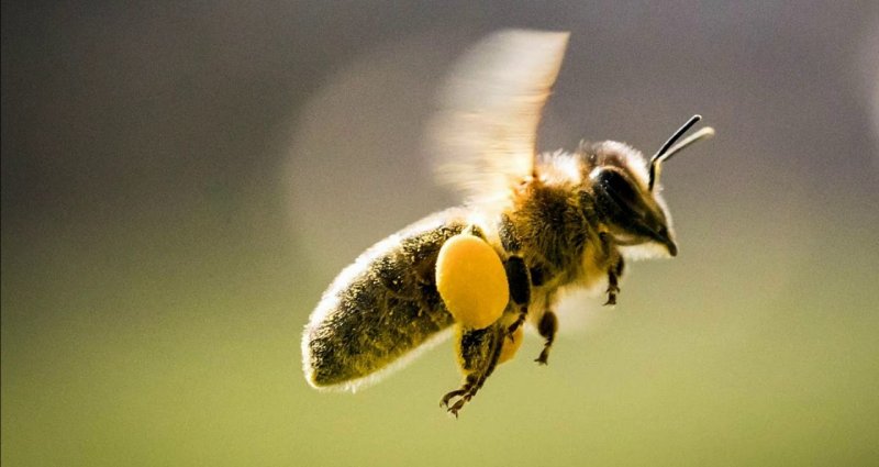 Энтомологи выяснили, что пчелы не могут летать над зеркалом
