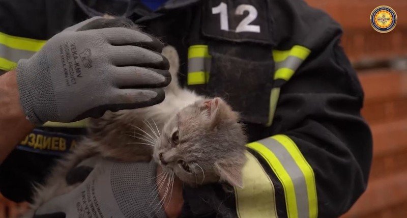 ЧЕЧНЯ. Пожарные из Курчалоя спасли застрявшую в трубе кошку