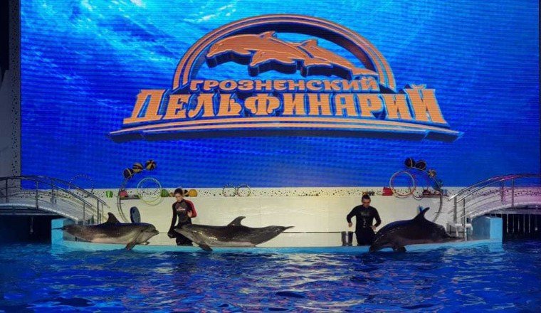 ЧЕЧНЯ. РОФ им. А.-Х. Кадырова организовал в грозненском дельфинарии праздник для детей из ЛНР и ДНР
