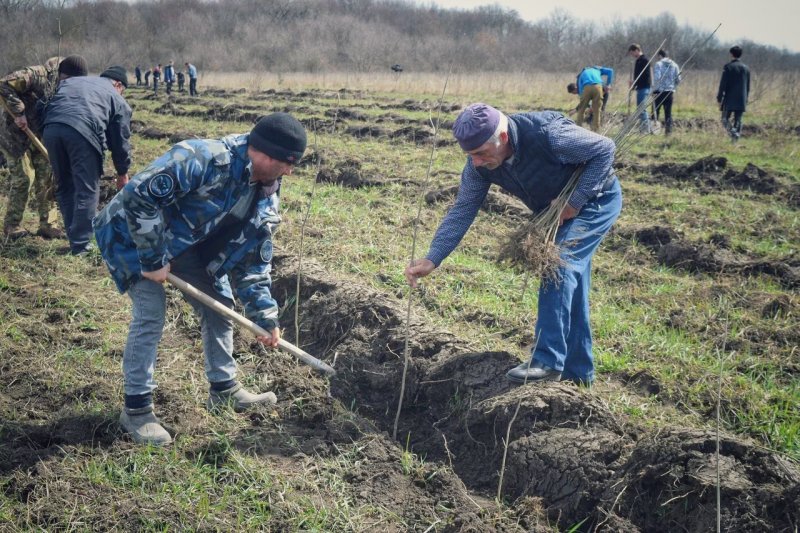 ЧЕЧНЯ. В Чеченской Республике завершился лесокультурный сезон