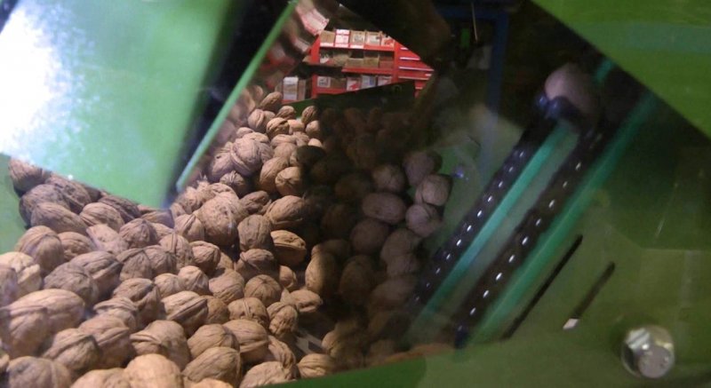 ИНГУШЕТИЯ. В РИ появится первый в России завод по переработке грецкого ореха