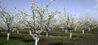 ИНГУШЕТИЯ. В школах Назрани зацветет  «Сад памяти» из 500 плодовых деревьев