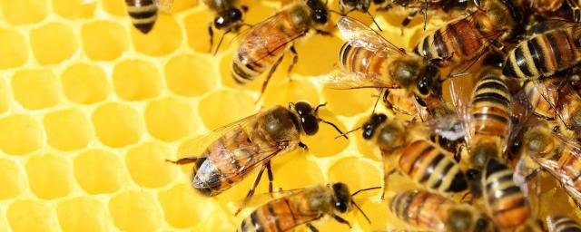 Энтомологи заявили, что пчелы не могут летать над зеркалом