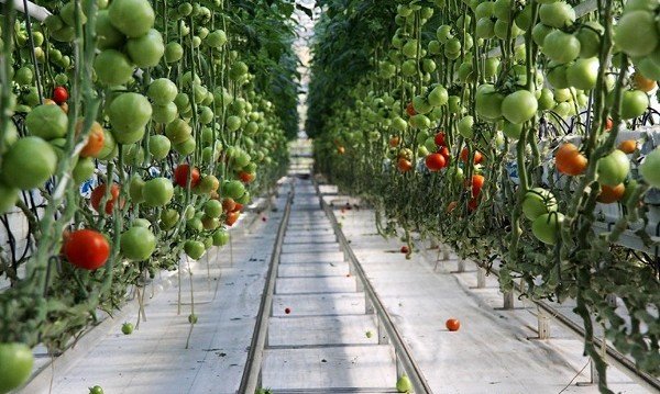 КБР. В тепличных хозяйствах Кабардино-Балкарии идёт сбор овощей