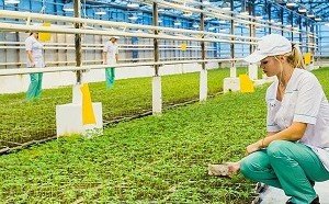 КЧР. В 2022 году в Агрокомбинате «Южный» Карачаево-Черкесии планируют произвести более 50 тыс. тонн овощей закрытого грунта