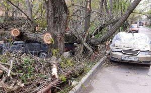 РОСТОВ. В Ростове на Сельмаше старое дерево раздавило несколько легковушек