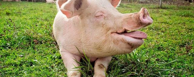Ученые научились определять настроение свиней по их хрюканью