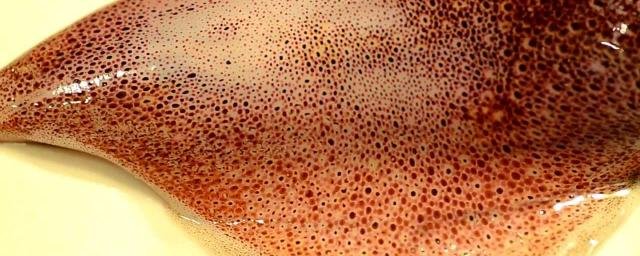 Ученые создали уникальное покрытие со свойствами кожи кальмара