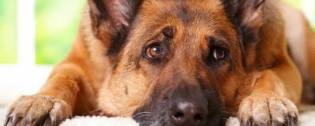 Учёные выяснили, как собаки научились делать «щенячьи глаза»