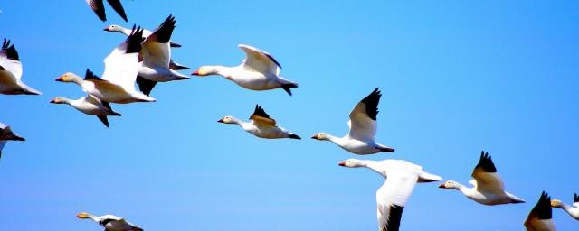 В Университете Нагоя выяснили, как ориентируются перелетные птицы