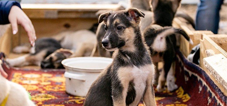ВОЛГОГРАД. Приют для животных «Дино» в Волгоградской области получил правовой статус