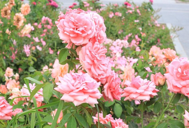 ВОЛГОГРАД. В Красноармейском районе Волгограда высадили 2000 кустов роз